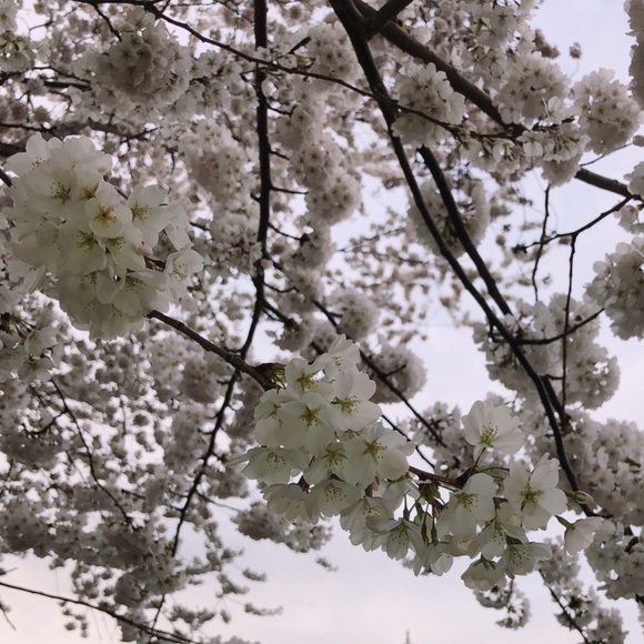 Meet your Posher, Alaina - Picture 1 of 1